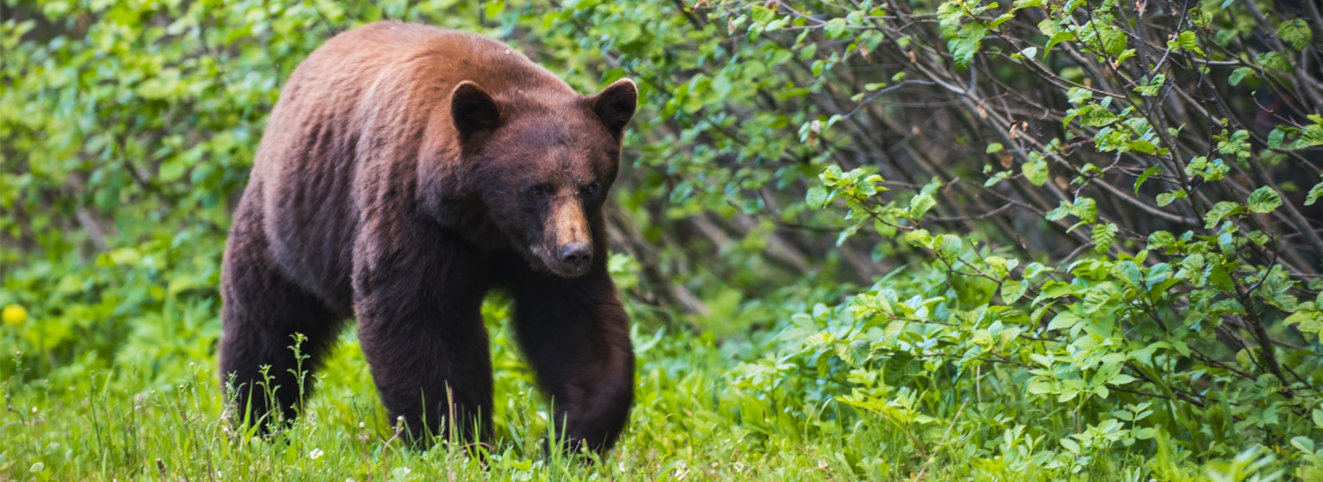 Trophy Black Bear Hunting in Alberta